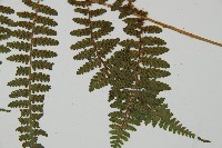 對生蹄蓋蕨藏品圖，第5張