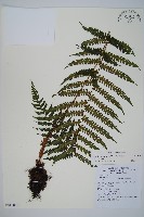 深山蹄蓋蕨藏品圖，第1張