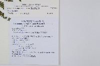 深山蹄蓋蕨藏品圖，第2張