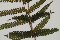 深山蹄蓋蕨藏品圖，第3張