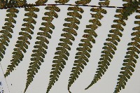 深山蹄蓋蕨藏品圖，第4張