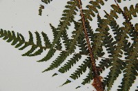 深山蹄蓋蕨藏品圖，第5張