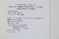 上先型鱗毛蕨、玉山假複葉耳蕨藏品圖，第2張