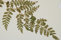 上先型鱗毛蕨、玉山假複葉耳蕨藏品圖，第3張