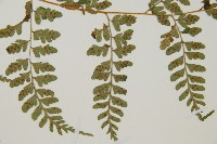 上先型鱗毛蕨、玉山假複葉耳蕨藏品圖，第4張