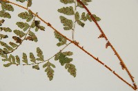 上先型鱗毛蕨、玉山假複葉耳蕨藏品圖，第5張