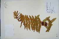 絨假紫萁、台灣絨假紫萁藏品圖，第1張