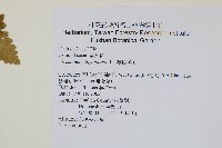 絨假紫萁、台灣絨假紫萁藏品圖，第2張