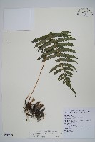 密毛毛蕨藏品圖，第1張