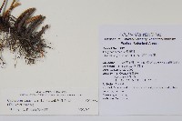 密毛毛蕨藏品圖，第2張