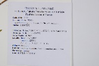 臺北鱗蓋蕨藏品圖，第2張