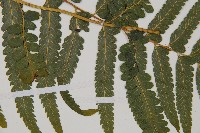 臺北鱗蓋蕨藏品圖，第4張