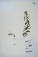 單邊鐵角蕨藏品圖，第1張