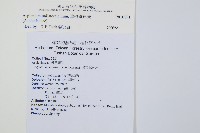 單邊鐵角蕨藏品圖，第2張