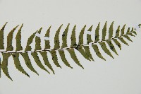 單邊鐵角蕨藏品圖，第3張