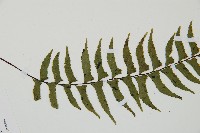 單邊鐵角蕨藏品圖，第4張