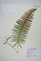 臺灣水龍骨藏品圖，第1張