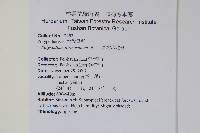 臺灣水龍骨藏品圖，第2張