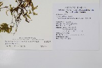 熱帶瓶蕨藏品圖，第2張