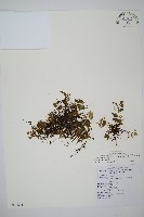 熱帶瓶蕨藏品圖，第1張