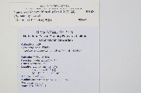 熱帶瓶蕨藏品圖，第2張