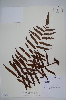 鬼桫欏藏品圖，第1張