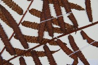 鬼桫欏藏品圖，第3張