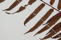 鬼桫欏藏品圖，第4張