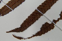 鬼桫欏藏品圖，第5張