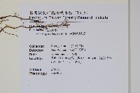 翅柄鳳尾蕨藏品圖，第2張