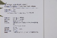 川上氏肋毛蕨藏品圖，第2張