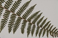 川上氏肋毛蕨藏品圖，第3張