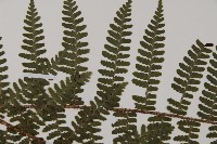 川上氏肋毛蕨藏品圖，第4張