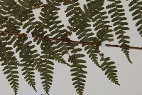 川上氏肋毛蕨藏品圖，第5張