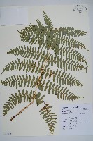 逆鱗鱗毛蕨藏品圖，第1張
