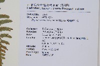 逆鱗鱗毛蕨藏品圖，第2張