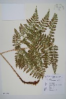 阿里山鱗毛蕨藏品圖，第1張