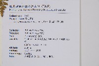 阿里山鱗毛蕨藏品圖，第2張