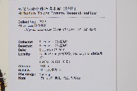 阿里山蹄蓋蕨藏品圖，第2張