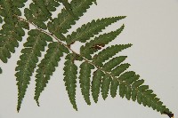 阿里山蹄蓋蕨藏品圖，第3張