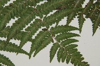 阿里山蹄蓋蕨藏品圖，第4張