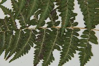 阿里山蹄蓋蕨藏品圖，第5張