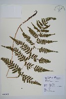 阿里山蹄蓋蕨藏品圖，第1張