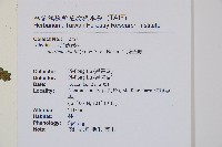 阿里山蹄蓋蕨藏品圖，第2張