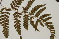 阿里山蹄蓋蕨藏品圖，第3張