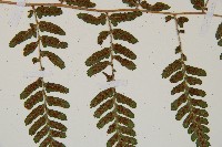 阿里山蹄蓋蕨藏品圖，第4張