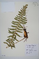 細葉鱗毛蕨藏品圖，第1張