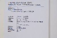 細葉鱗毛蕨藏品圖，第2張