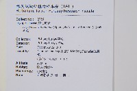 瓦氏鱗毛蕨藏品圖，第2張