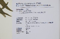 史氏鱗毛蕨藏品圖，第2張